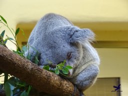 Tiergarten Schönbrunn am 27.01.2026